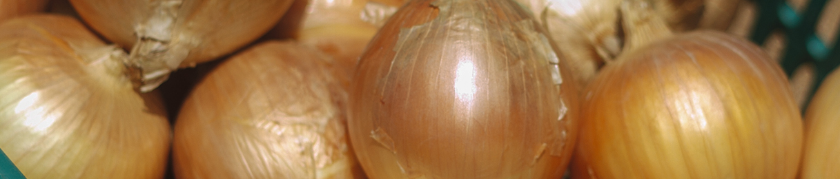 cebola