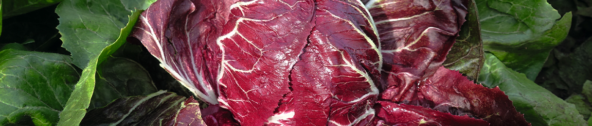 Radicchio 