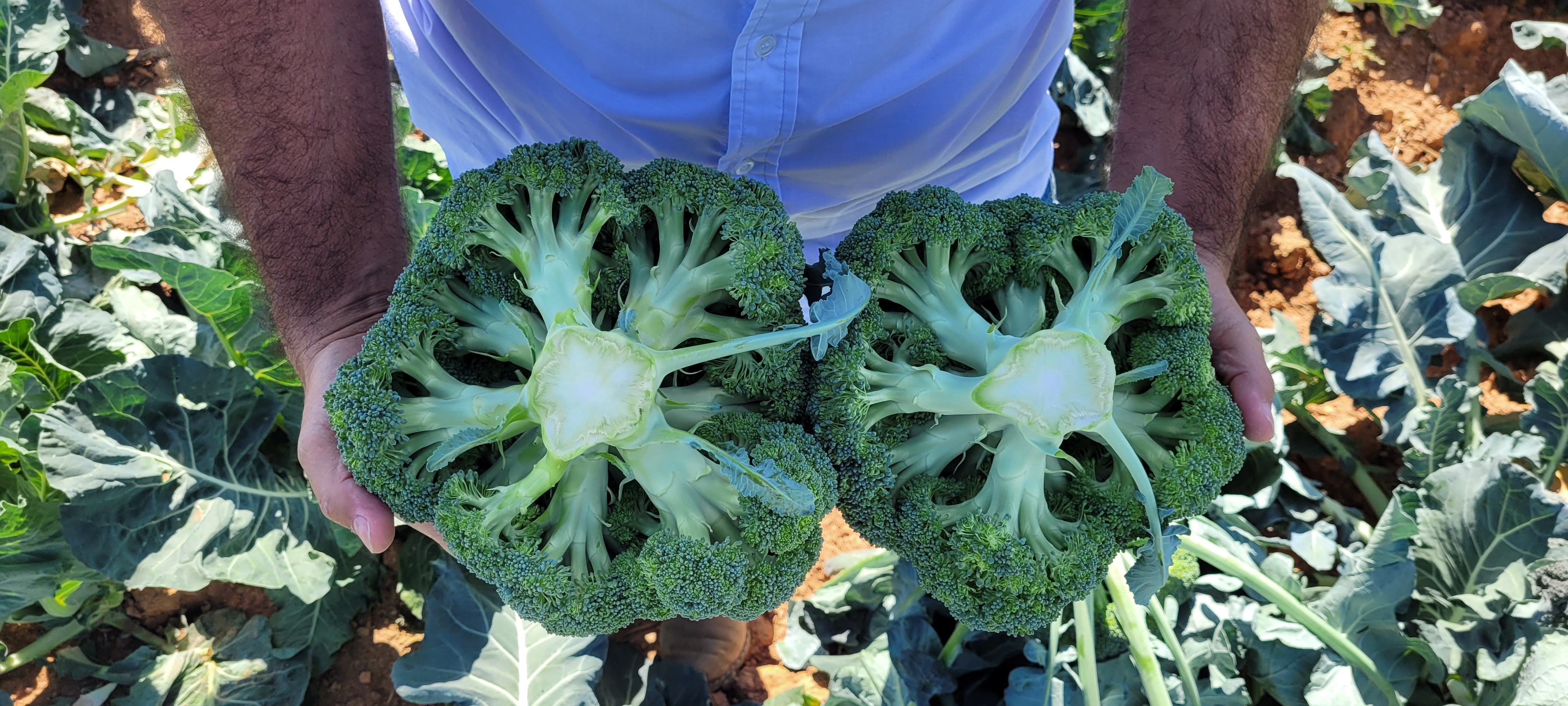 Brócolis, Bragantino
