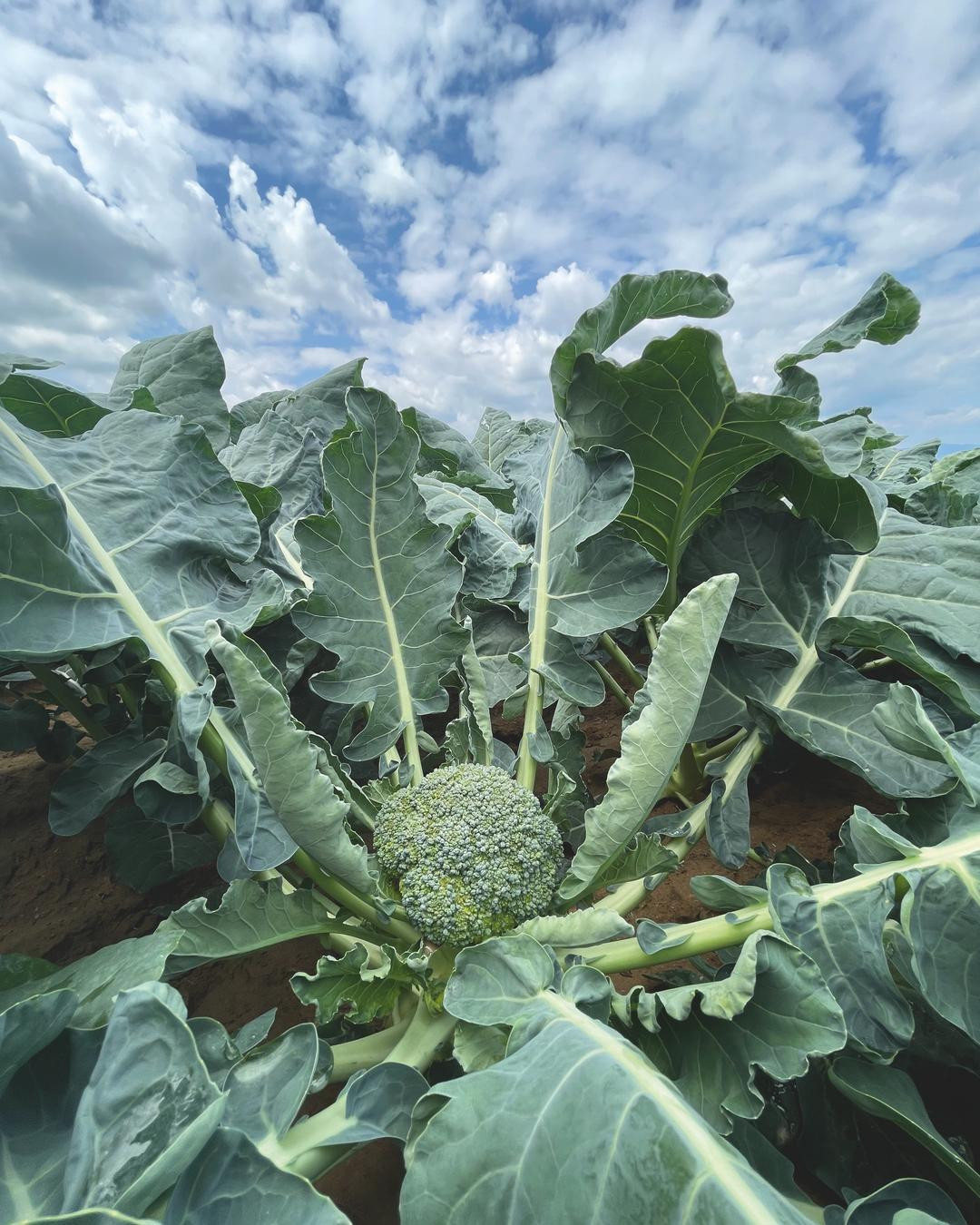 Brócolis, Claremont