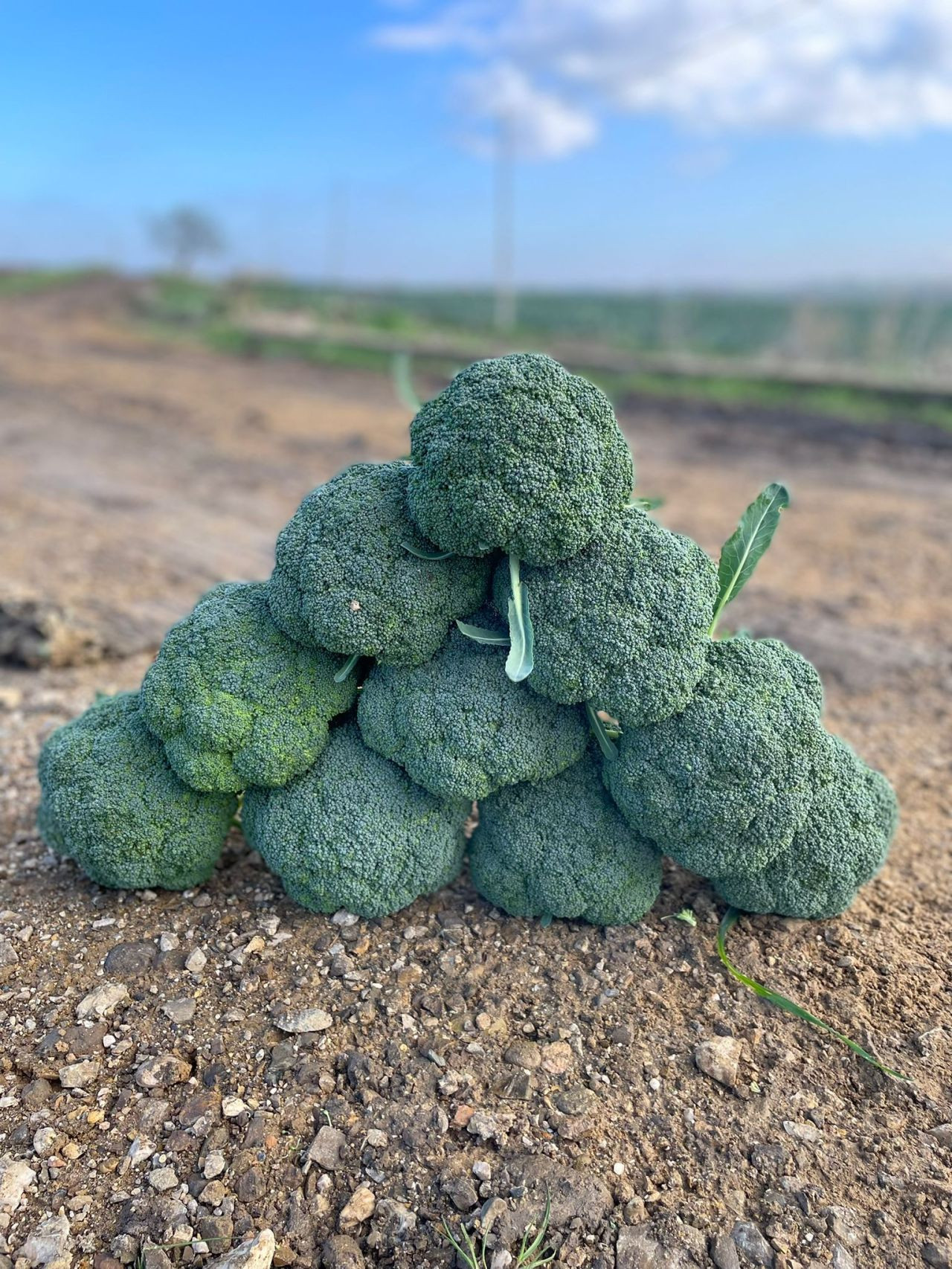 Brócolis, Bragantino