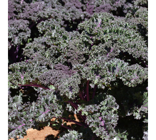 Kale Redbor (couve crespa)