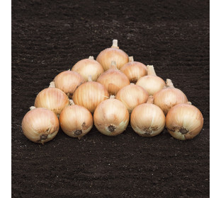 Cebola Alvara 