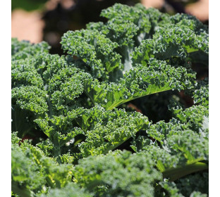 Kale Darkibor (couve crespa)