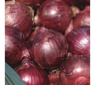 Cebola Roxa, Red Sensation 