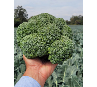 Brócolis, Bragantino