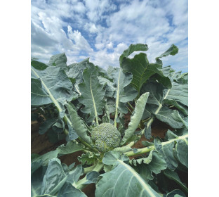 Brócolis, Claremont