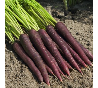 Cenoura Deep Purple