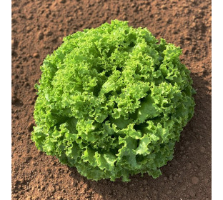 Alface Crespa Grazina