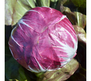 Radicchio Indigo 
