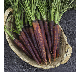 Cenoura Purple Haze